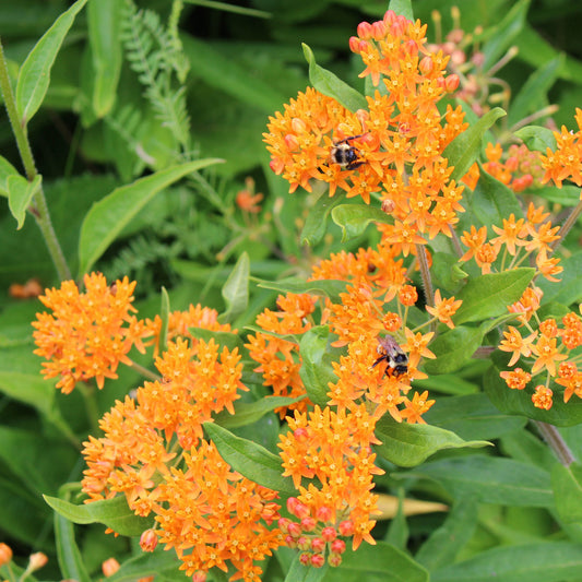 Butterfly milkweed (Asclepias tuberosa) A summer-blooming wildflower in the milkweed family that is an important host to the monarch butterfly.