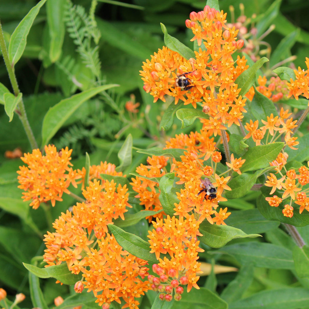 Milkweed (Asclepias Tuberosa) Seeds - Orange Perennial, Monarch Butterfly Host Plant, 70+ Seeds Non-GMO