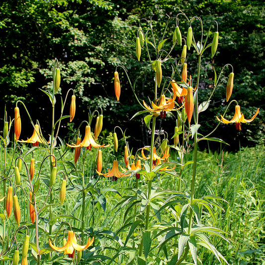 Canada lily (Lilium canadense)