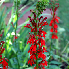 Cardinal-flower (Lobelia cardinalis) In midsummer tall spikes of deep red flowers cover the plant and attract hummingbirds and butterflies.