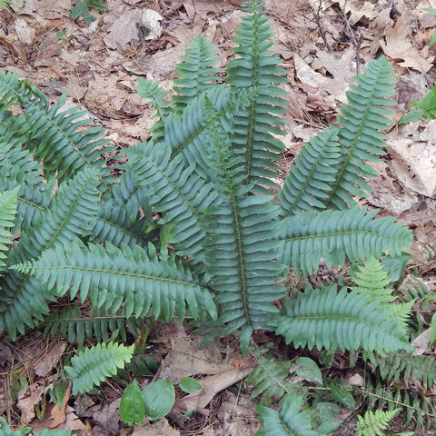 Ferns – Christmas fern (Polystichum acrostichoides) Spores
