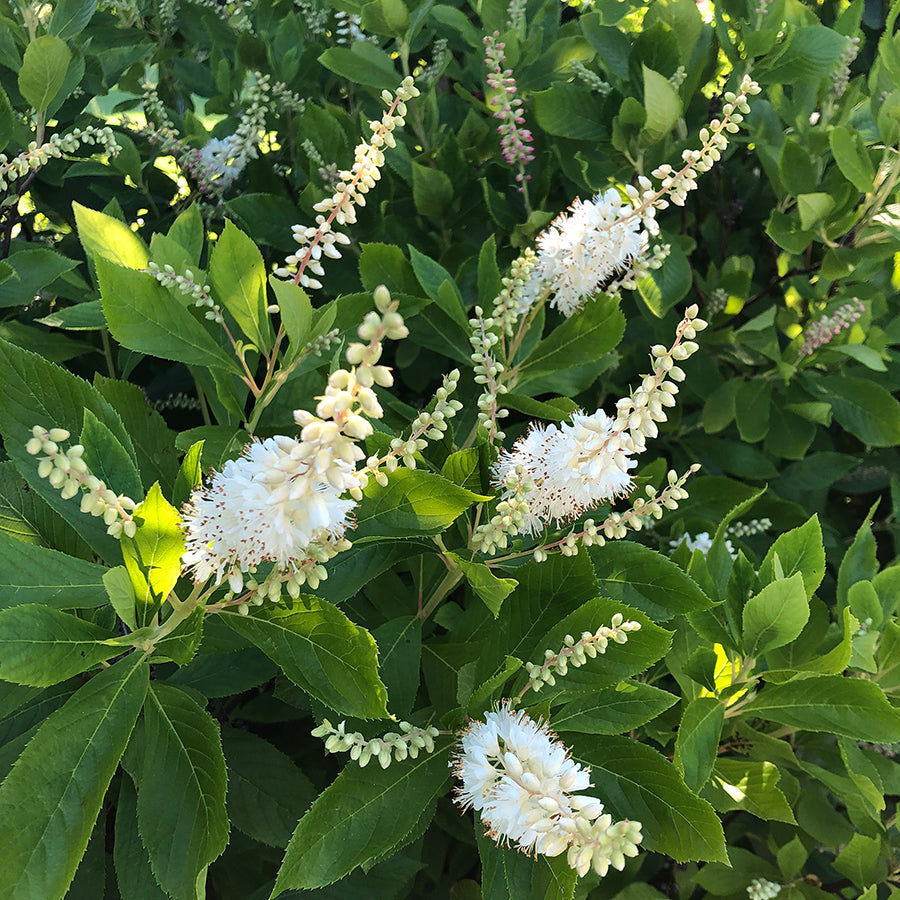 Coastal sweet pepperbush (Clethra alnifolia)