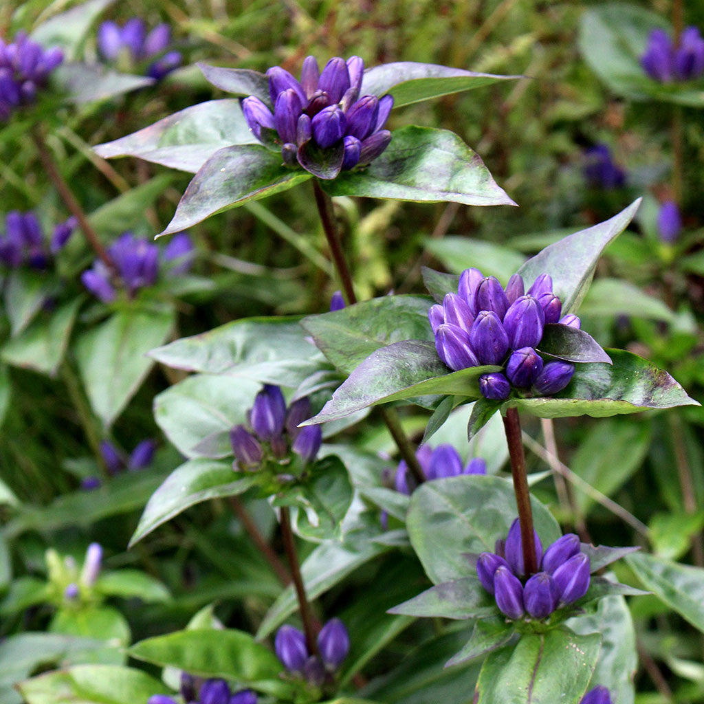 Closed gentian, Meadow bottle gentian (Gentiana clausa) Deep violet blue bud-like flowers bloom from late summer to fall. Bumble bees and hummingbirds pollinate the flowers.