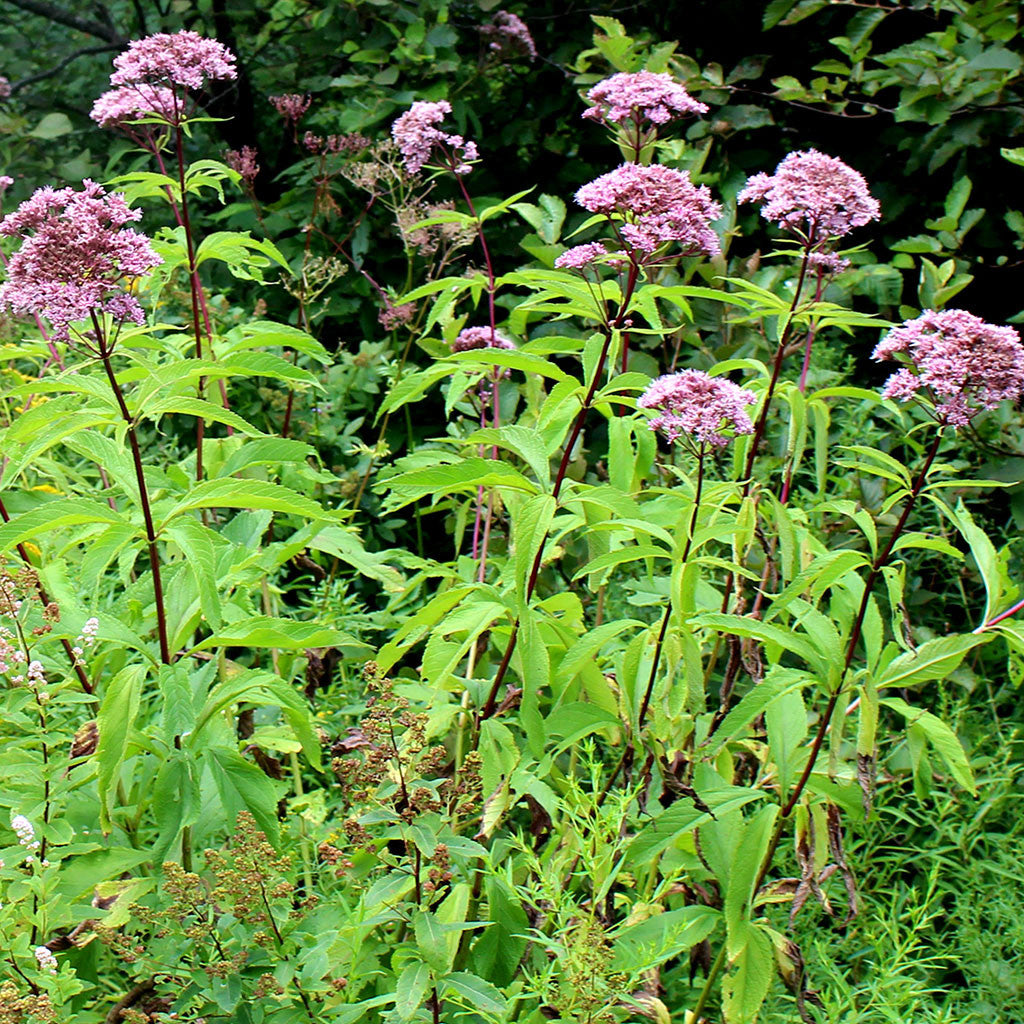 Coastal Joe-Pye weed (Eutrochium dubium) Dramatic summer blooming wildflower is covered with dusty pink flat-topped flower clusters relished by butterflies and bees.