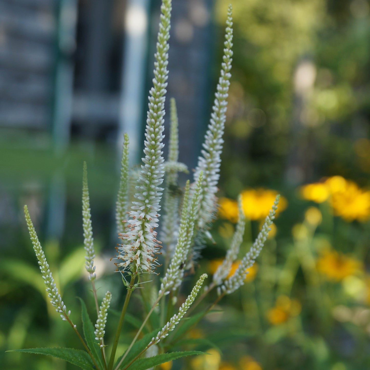 Culver's-root (Veronicastrum virginicum) In midsummer the tall white flower spikes burst into bloom and are covered with pollinating insects.