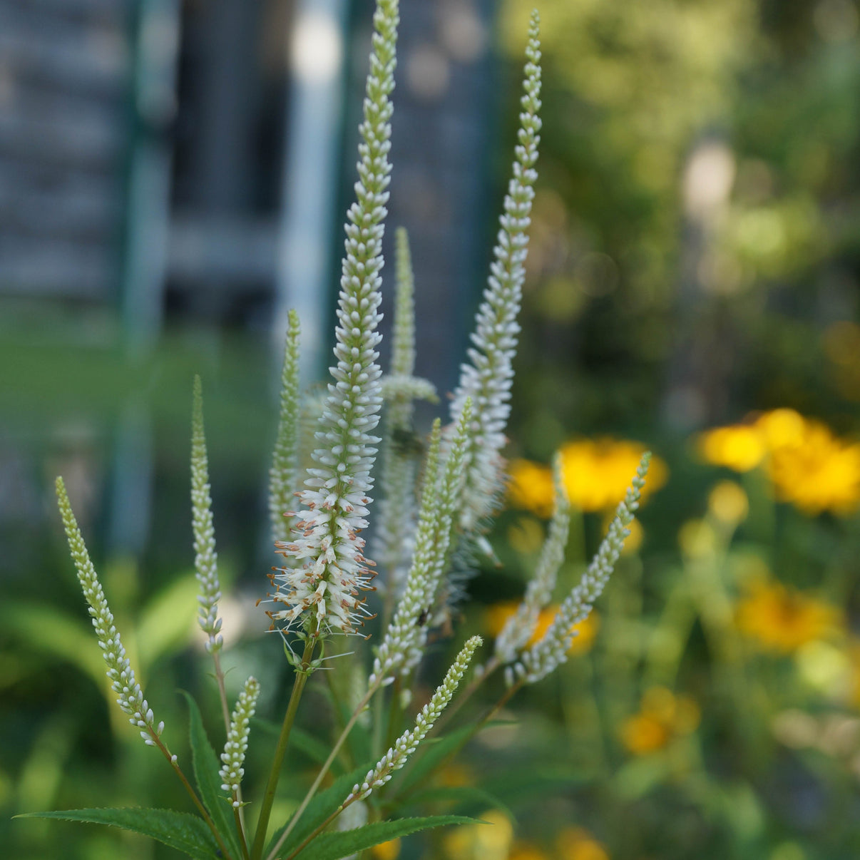 Culver's root (Veronicastrum virginicum) Seeds – Wild Seed Project
