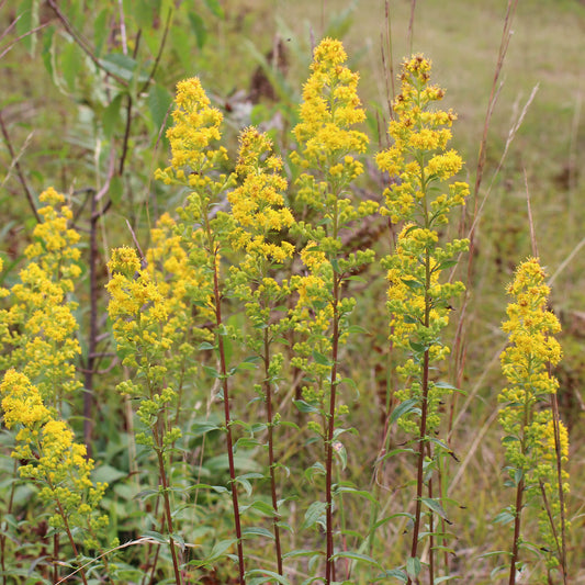 Downy goldenrod (Solidago puberula). Narrow plumes of small yellow flowers brighten the dry landscape in summer.