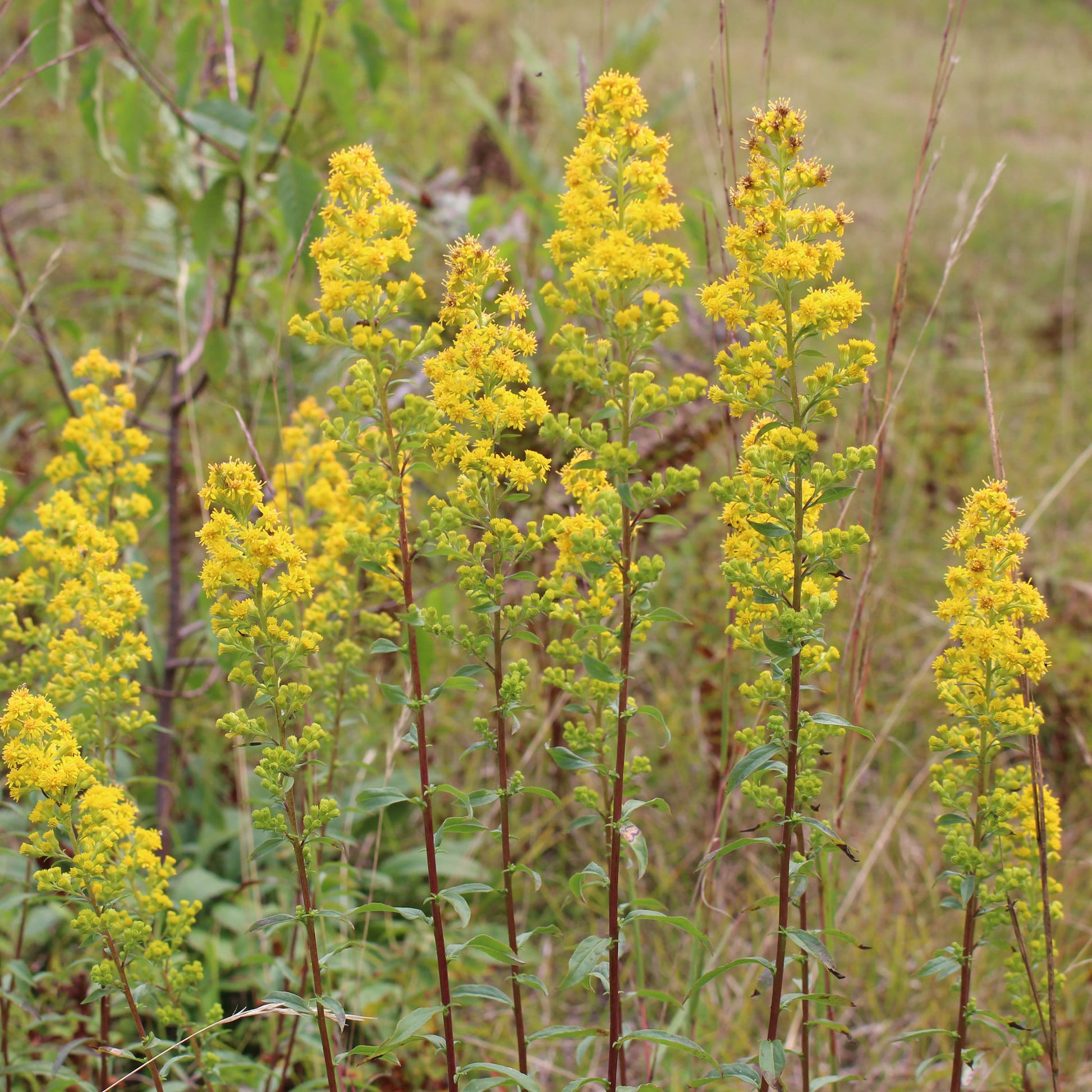 Dried Solidago Goldenrod Flowers  Natural Wildflowers at