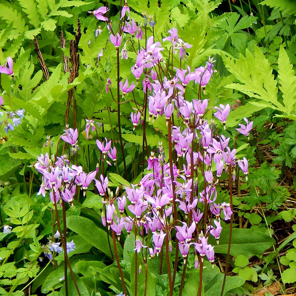 Eastern shooting star (Dodecatheon meadia)
