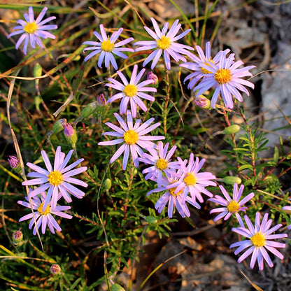 Flax-leaved stiff-aster