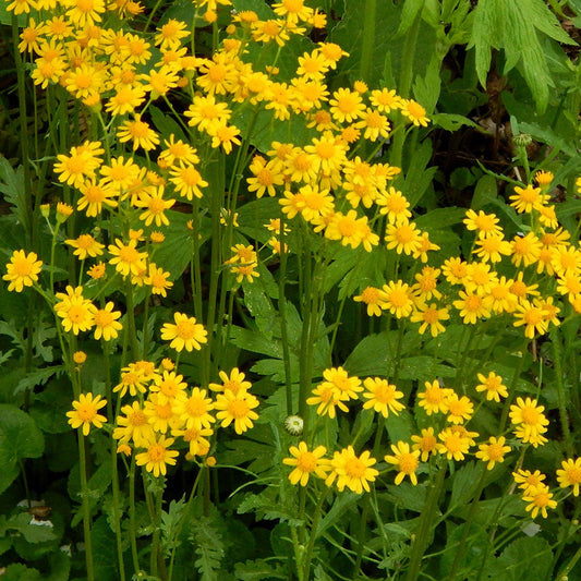 Golden groundsel (Packera aurea)