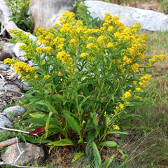 Seaside goldenrod (Solidago sempervirens). Yellow flower clusters brighten sunny dry roadsides and shorelines throughout autumn.