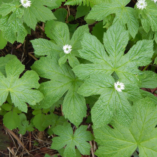 Goldenseal (Hydrastis canadensis) Valuable medicinal herb that is nearly extirpated in the wild because of overharvesting for its golden roots.