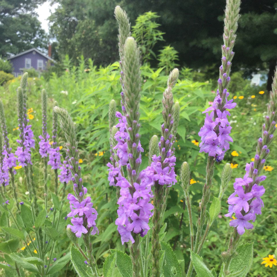 Hoary vervain 