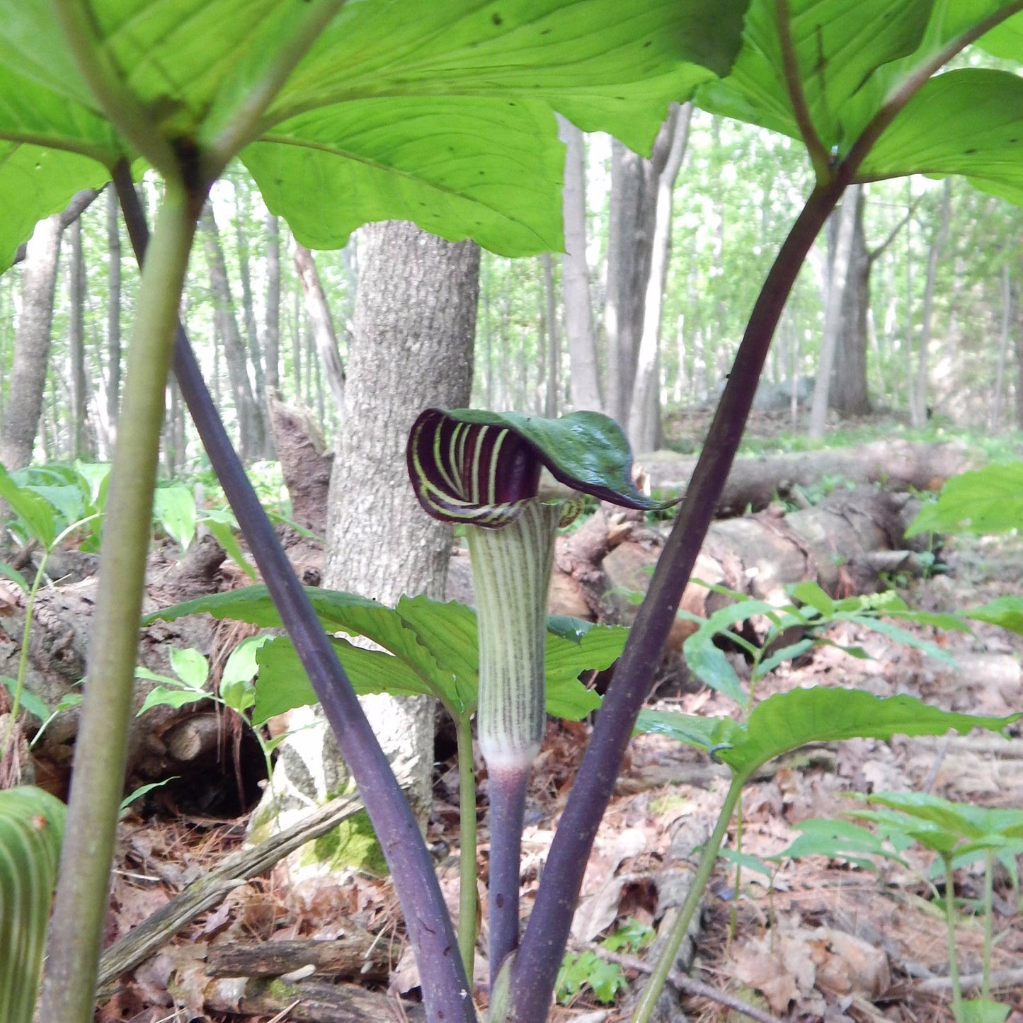 Jack-in-the-pulpit has a distinctive green or purple and white hooded flower emerges above a single three-leaved stem.