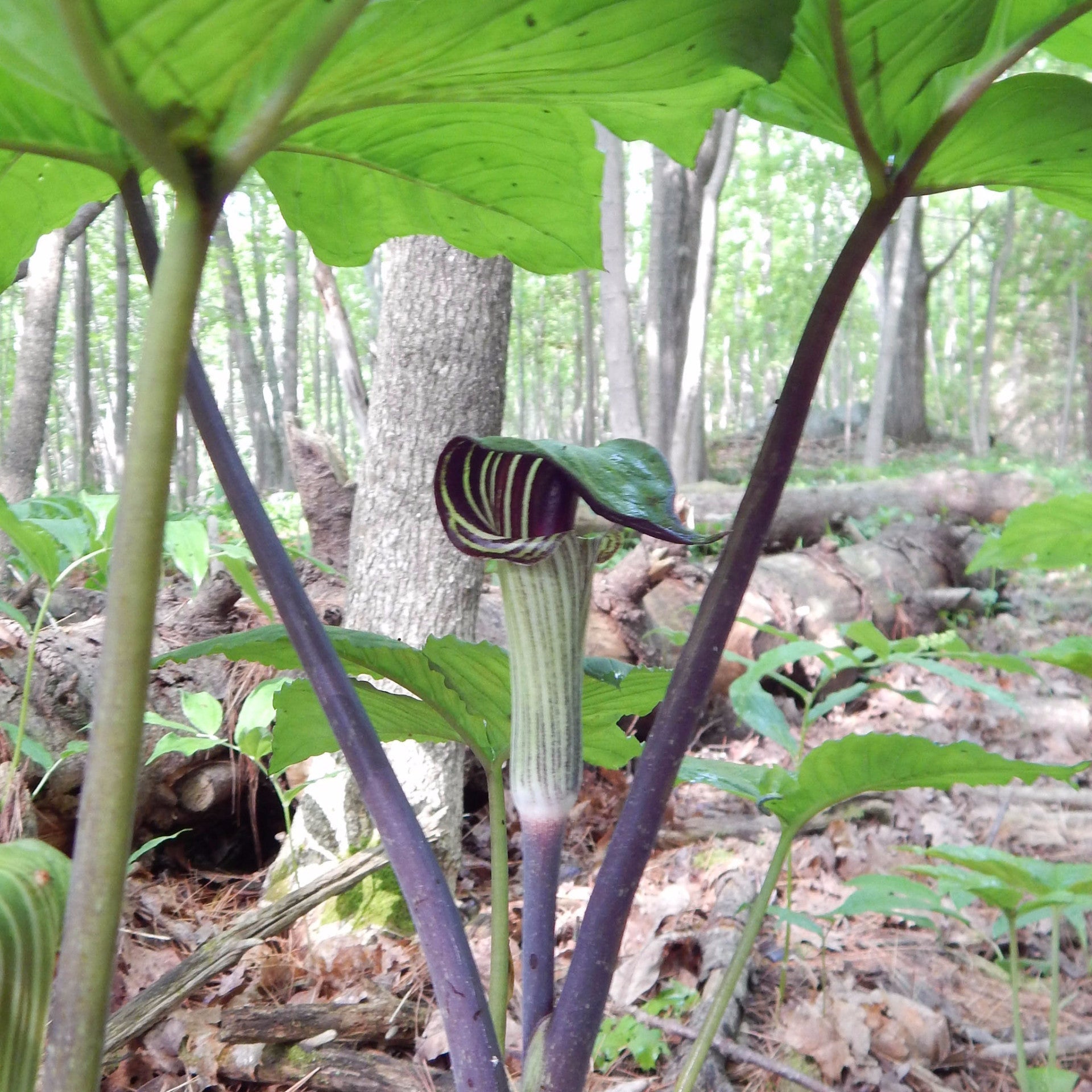 Jack-in-the-pulpit has a distinctive green or purple and white hooded flower emerges above a single three-leaved stem.