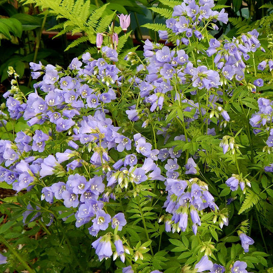 Jacob's ladder (Polemonium reptans) Plants