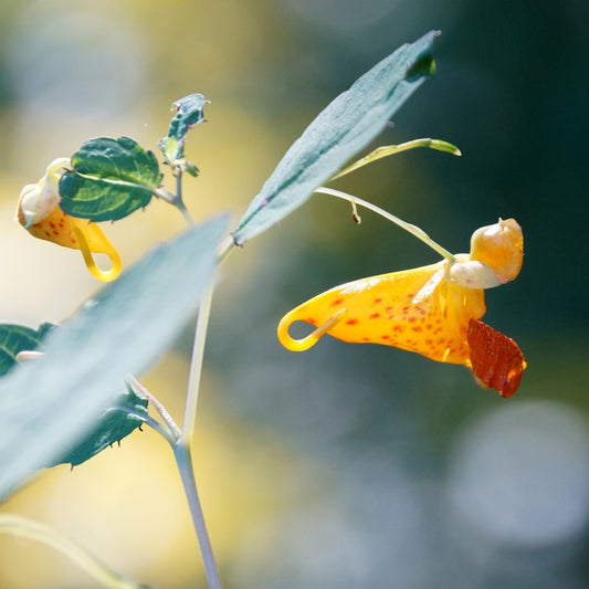 Jewelweeds – Orange jewelweed (Impatiens capensis) Plants