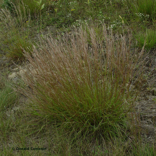 Little bluestem (Schizachyrium scoparium) Distinctive clumps of blue-green foliage turn copper as fall sets in.