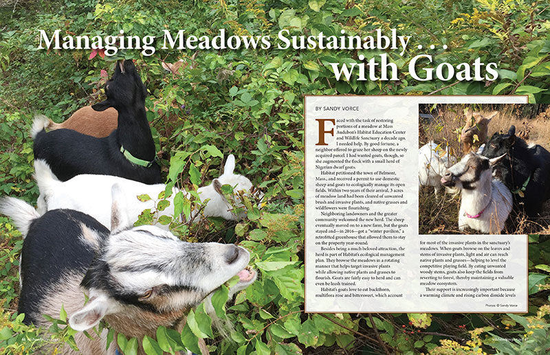 Wild Seed magazine Volume 6 2020: Managing Meadows Sustainably . . . with Goats