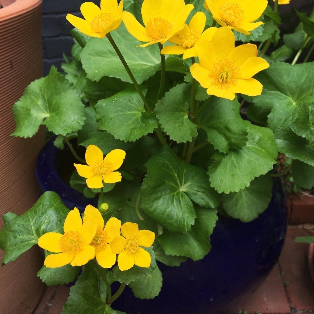 Marsh marigold (Caltha palustris) Plants