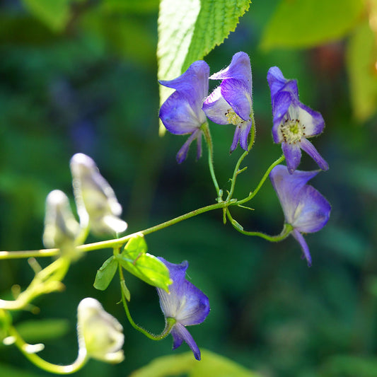 Wild monkshood