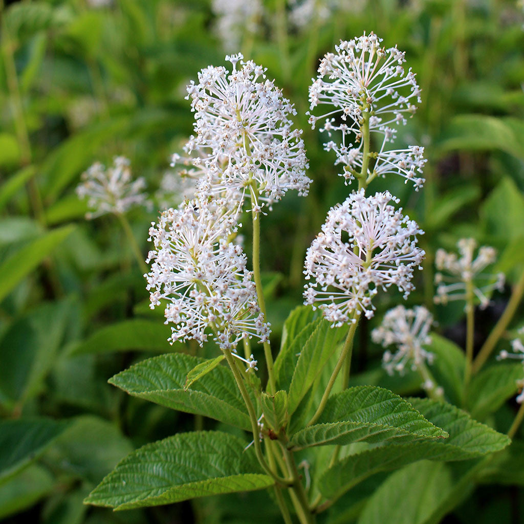 New Jersey tea (Ceanothus americanus) A low, summer blooming native shrub with abundant clusters of small white flowers that attract numerous butterflies, hummingbirds and other pollinators during bloom.