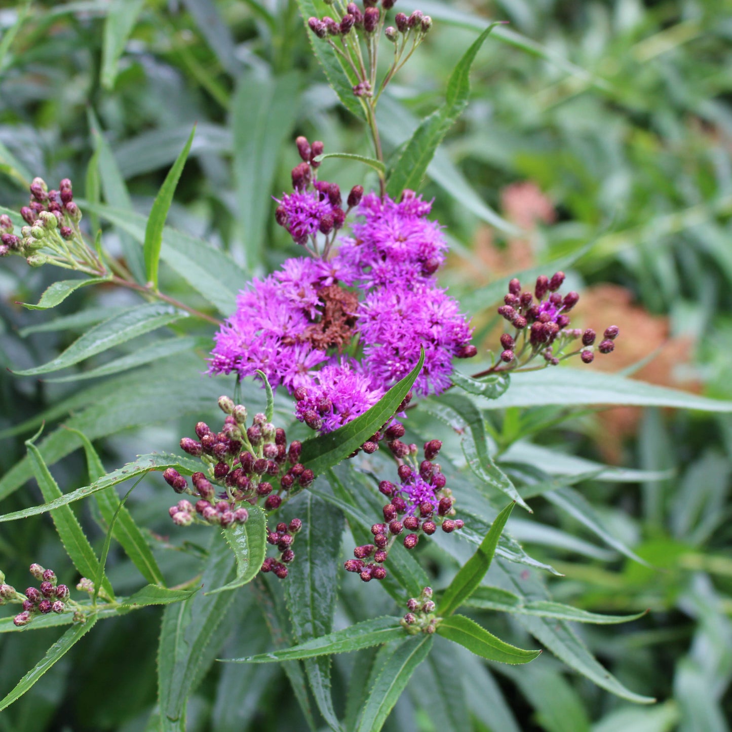New York ironweed (Vernonia noveboracensis) Dramatic, large summer-blooming plant excellent for borders, rain gardens, and meadows.