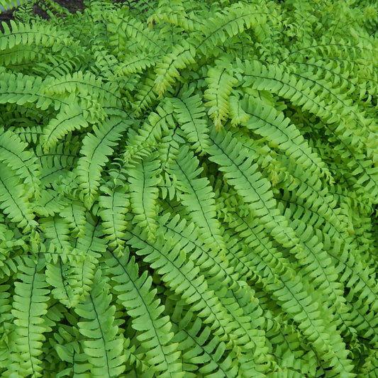 Northern maidenhair fern (Adiantum pedatum) Delicate emerald green fronds with black stems make this distinctive fern an excellent addition to a shady landscape.