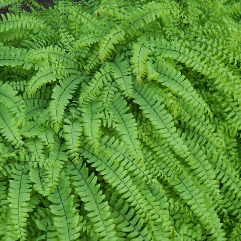 Ferns — Northern maidenhair fern (Adiantum pedatum) Spores