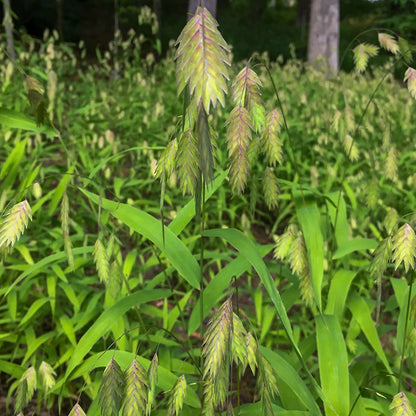 River oats (Chasmanthium latifolium)