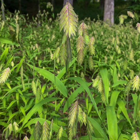 River oats (Chasmanthium latifolium) Seeds