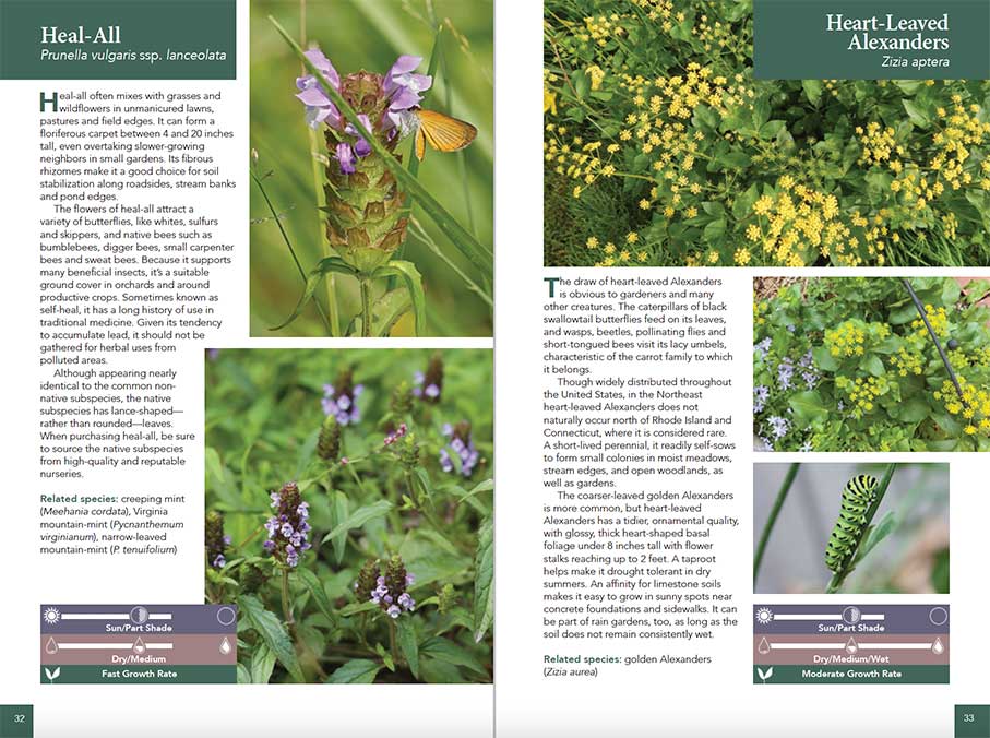 Heal-All and Heart-Leaved Alexanders from Native Ground Covers for Northeast Landscapes