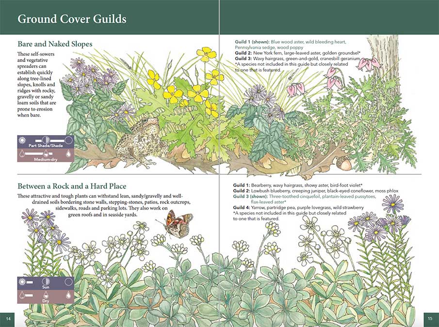 Ground Cover Guilds from Native Ground Covers for Northeast Landscapes