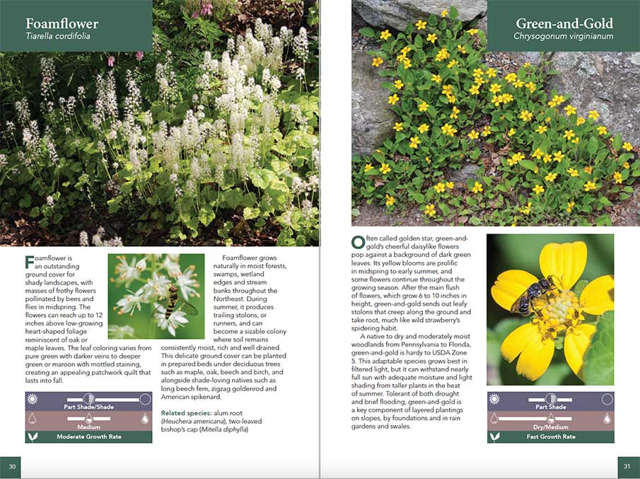 Foamflower and Green-and-Gold flowers from Native Ground Covers for Northeast Landscapes