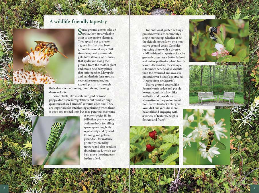 A wildlife-friendly tapestry - text from Native Ground Covers for Northeast Landscapes