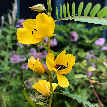 Partridge pea (Chamaecrista fasciculata)