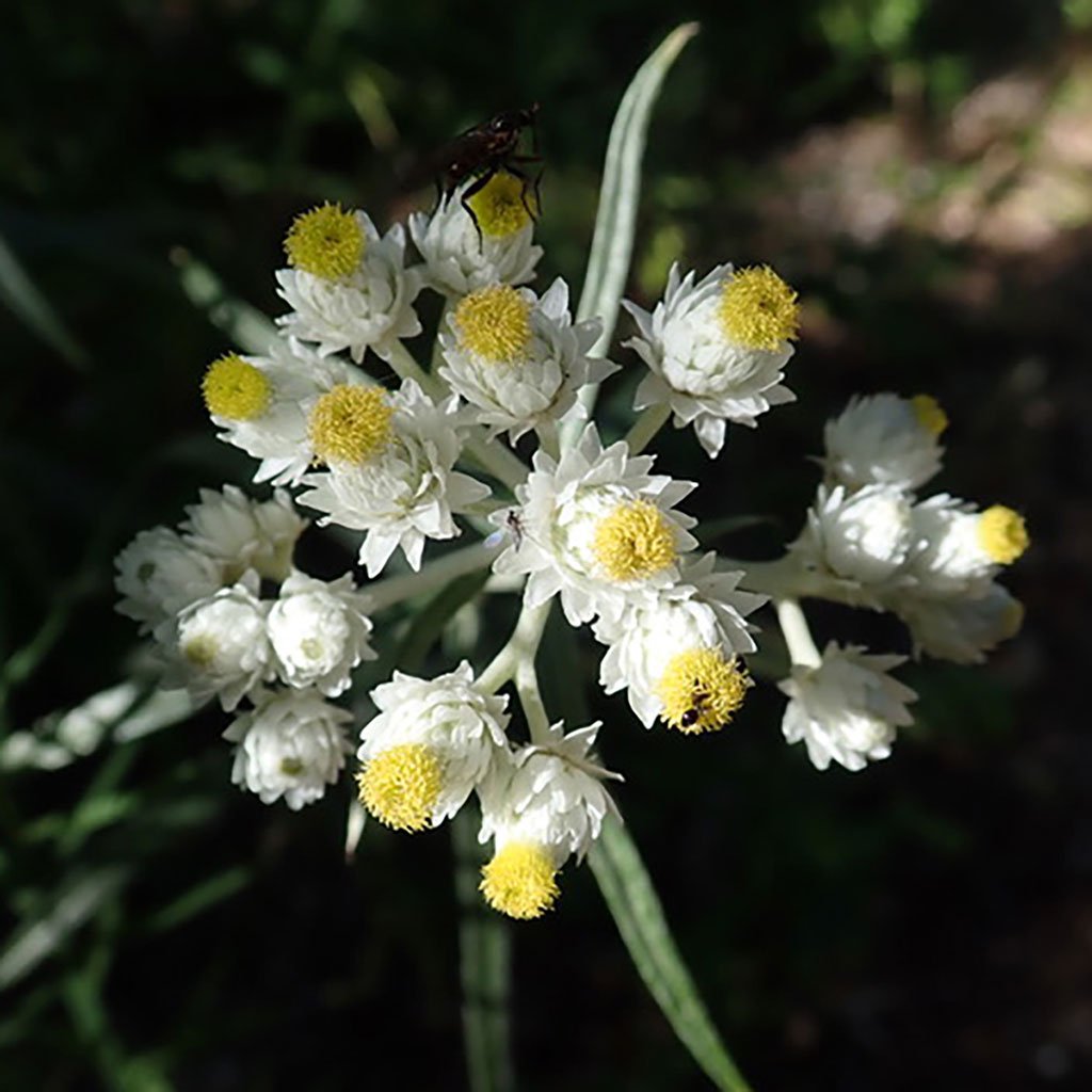 Pearly everlasting (Anaphalis margaritacea) Plants