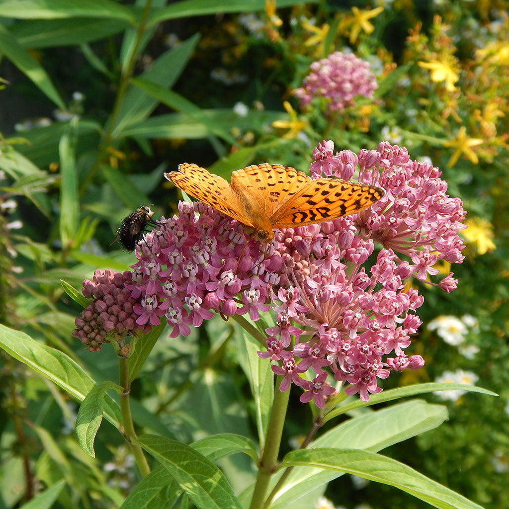 Swamp milkweed (Asclepias incarnata): Summer-blooming pink milkweed well suited to gardens. Important host plant for monarch butterflies; flowers and foliage support numerous insect pollinators. 
