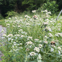 Broad-leaved Mountain mint plant