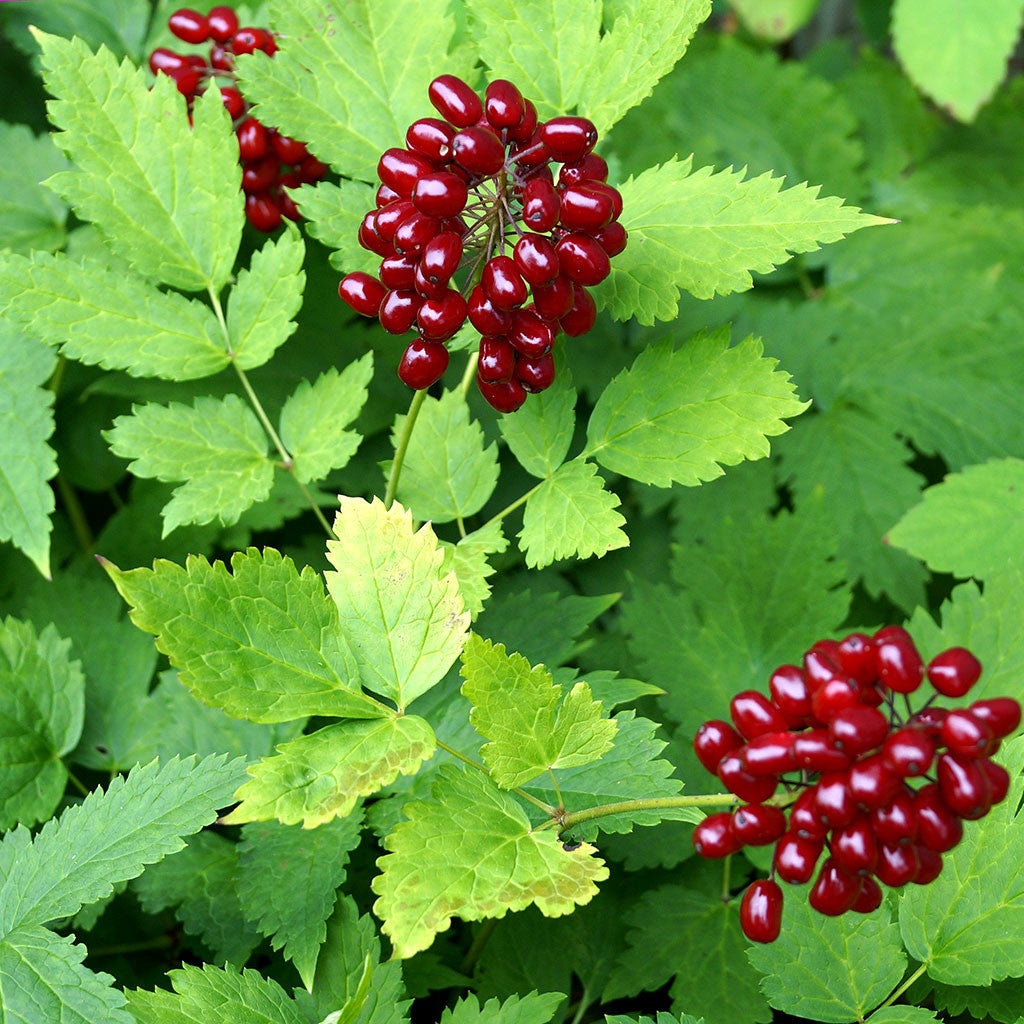 Red baneberry (Actaea rubra) In spring, white rounded flower clusters on dark green foliage brighten up the shade garden and are important for early pollinators.