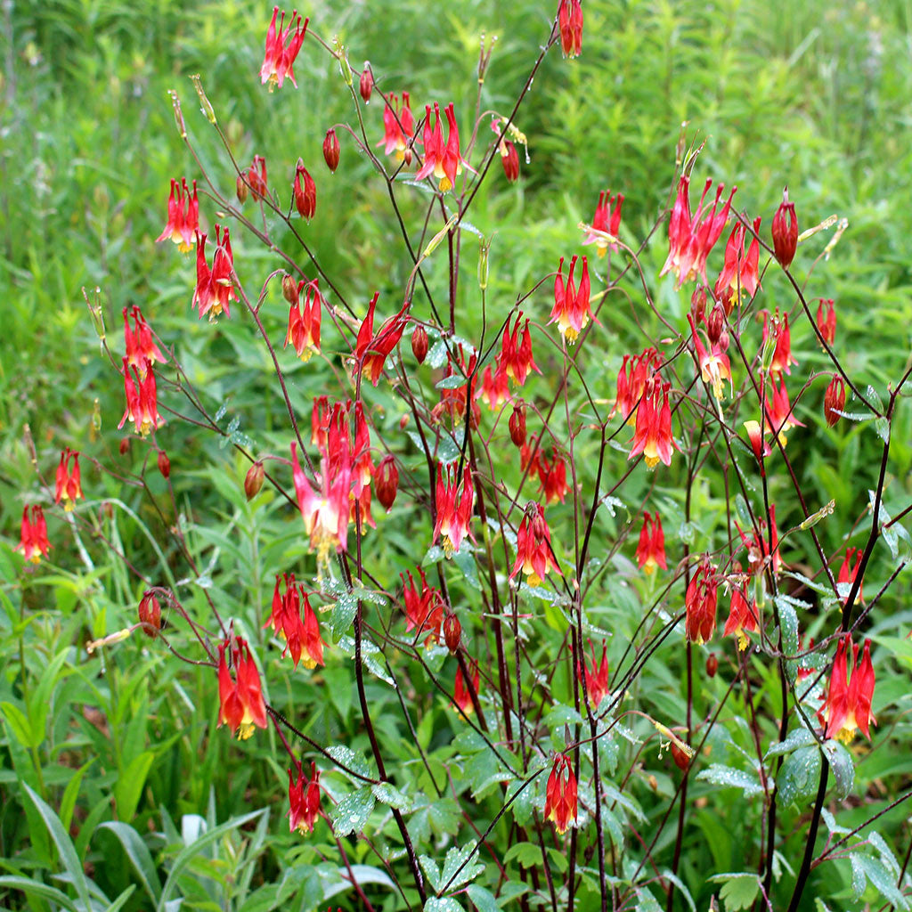 Red columbine (Aquilegia canadensis) Showy red and yellow nodding flowers with long narrow spurs, attracts hummingbirds in mid to late spring.