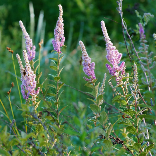 Rosy meadowsweet (Spiraea tomentosa). In midsummer rosy pink steeple-like flower stems cover this small native shrub.