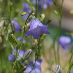 Scotch bellflower (Campanula rotundifolia) Small, blue, nodding bell-shaped flowers on wispy stems bloom in early to mid summer, sometimes with repeated blooms.