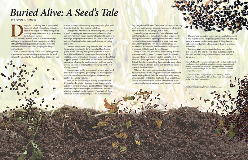 Wild Seed magazine Volume 6 2020: Buried Alive: A Seed's Tale