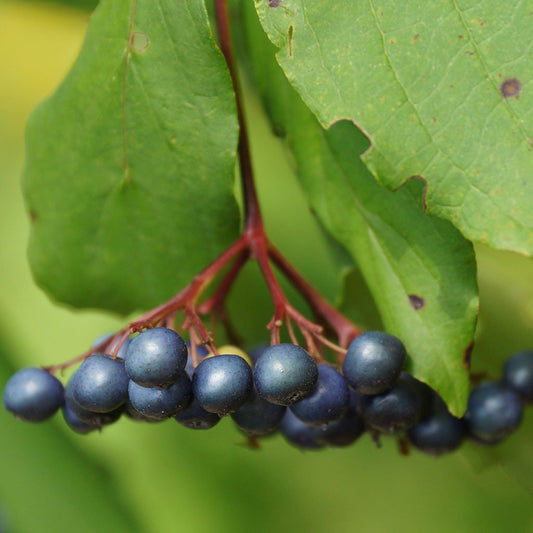 Dogwoods — Silky dogwood (Swida amomum) Plants