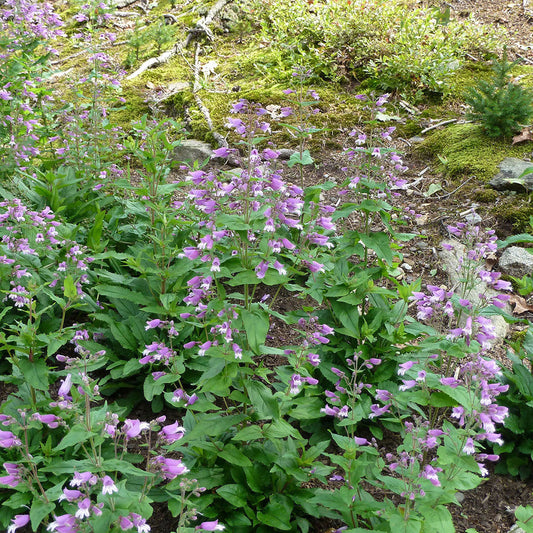 Small's beardtongue (Penstemon smallii)