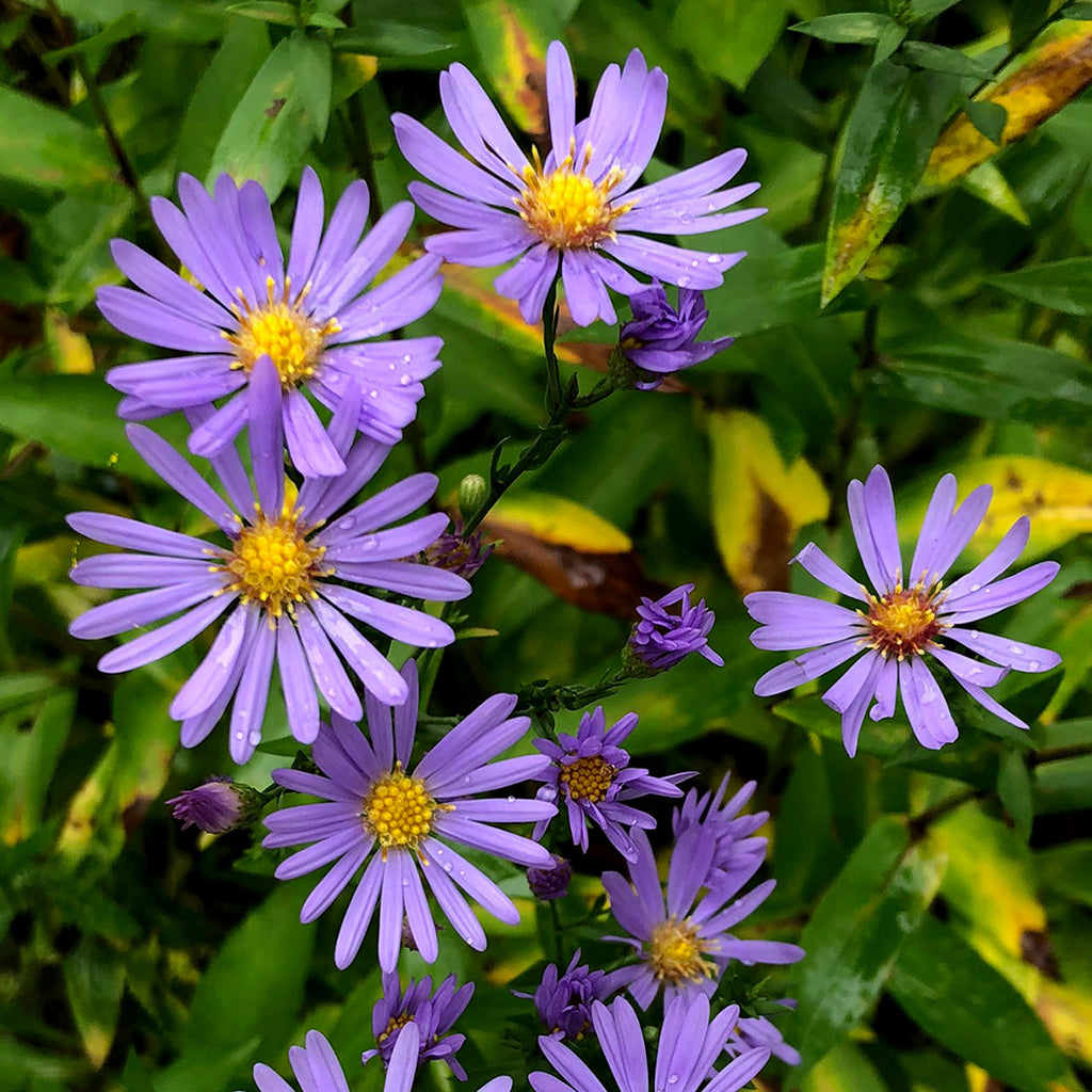 Smooth blue Aster (Symphotrichum laevis) Loose clumps of smooth light green foliage is covered with blue-petaled daisy-like flowers with bright yellow centers.