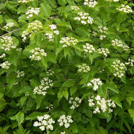 Viburnums - Smooth arrowwood (Viburnum dentatum) Plant