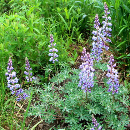 Sundial lupine (Lupinus perennis)